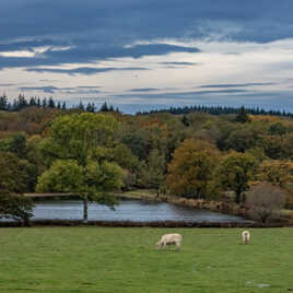 Carré charolais