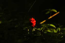 Boules rouges dans la lumiere