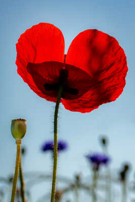 Un transparent baiser de coquelicot