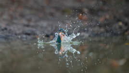Le grand plongeon