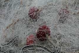 Histoire de filets (2)