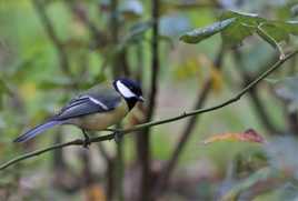 Mésange charbonnière