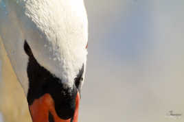 Cygne close-up