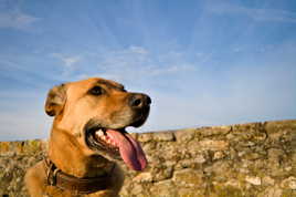 Canis lupus très familiaris