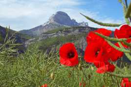 Coquelicots