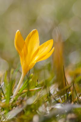 Crocus de 11h
