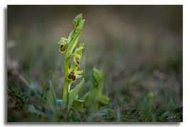 Ophrys araignée