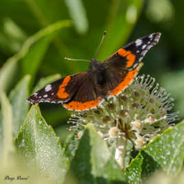 papillon