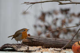 le rougegorge et la pomme  **