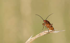 Téléphore fauve (3)