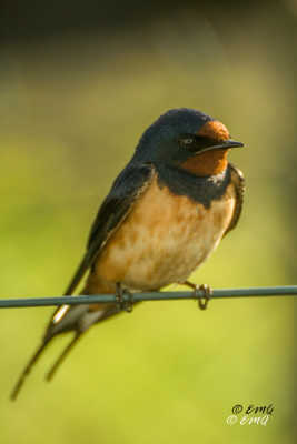 le printemps arrive.............