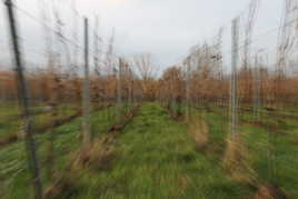 A fond dans le vignoble