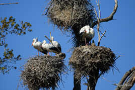 Cigognes dans les Landes