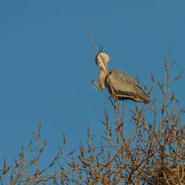 Toilette matinale...