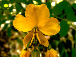 Superbe fleur