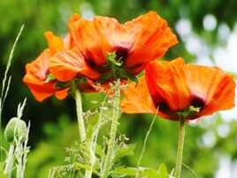 Pavots de mon jardin