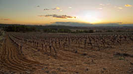 Vignes au couchant