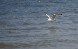 Mouette en vol