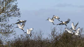 Envol d'Ibis