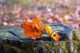 Sérénité automnale