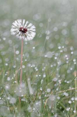 rosée du matin