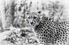 GUEPARD