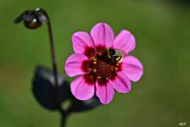 Dahlia, Bourdon et bouton