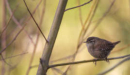 De quoi ne sommes nous pas responsables ?