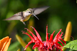 Colibri
