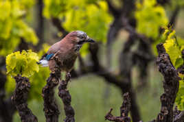 Geai des chênes...