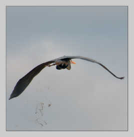 Héron cendré en plein vol, saisi au moment où il expulse ses fientes