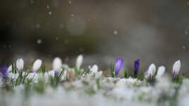 Crocus sous l'averse de neige