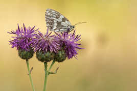 Finalement je continue....