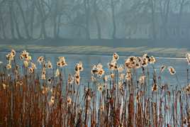 Derrière les roseaux