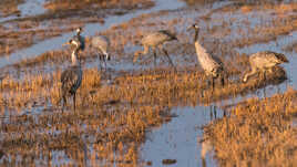 Grues cendrées