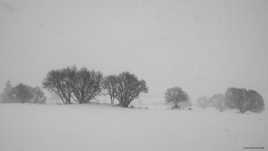 Le Silence des Arbres