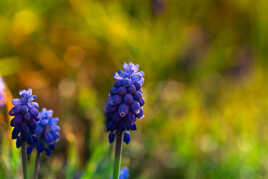 Muscari