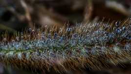 Effervescence du matin