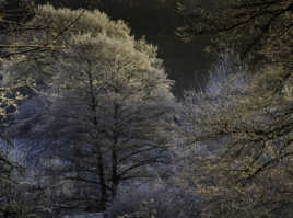 Givre matinal