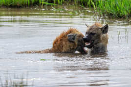 Joie d'un bon bain