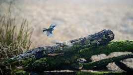 Un clou chasse l'autre