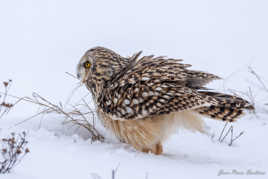 Hibou des marais dans la neige