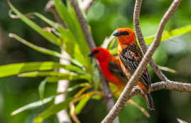 Le cardinal de l'Ile Maurice