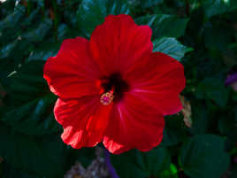 Hibiscus et ses pépites d'or 3