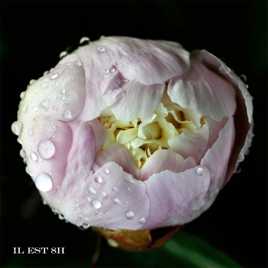 pivoine