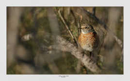 Rougequeue a front blanc