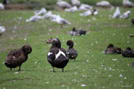 Réunion entre amis au parc de Clères