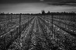 Vignes en hiver