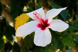 Hibiscus