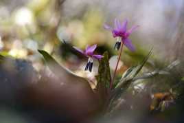 Deux dents de chien !